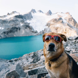 Diesel the Adventure Dog, Summit Dog Chew