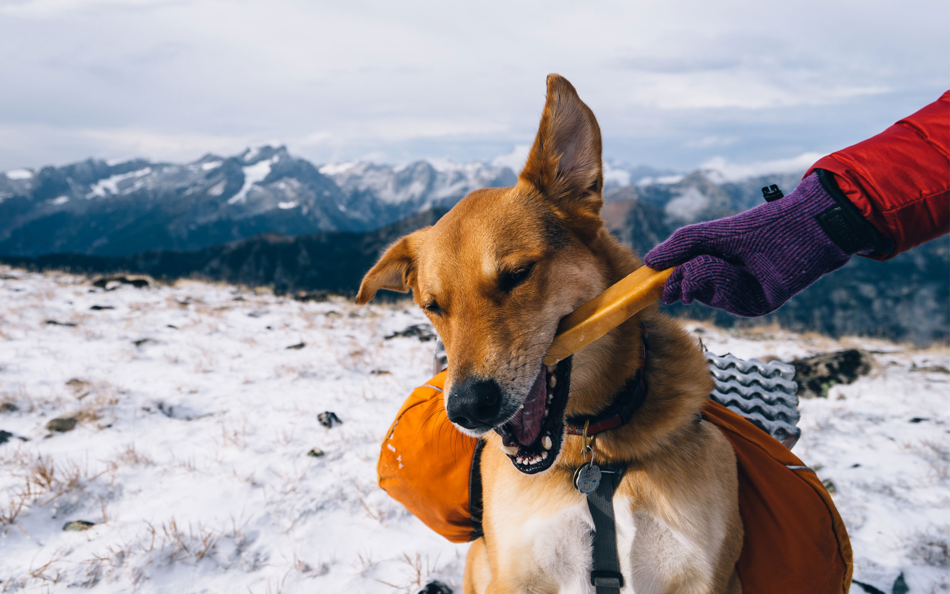 Summit Dog Chew and Diesel the Adventure Dog
