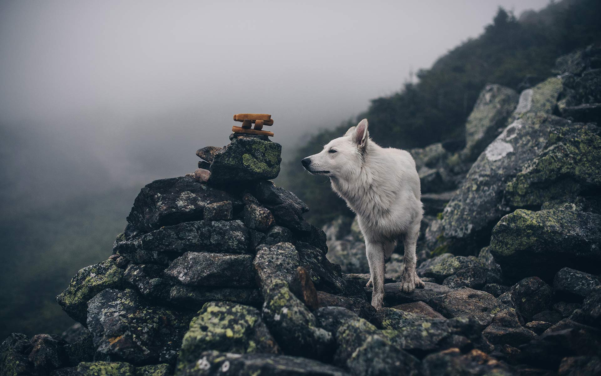 Ueliboy for Summit Dog Chew
